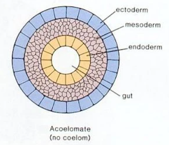 Acoelomate Cross Section Diagram