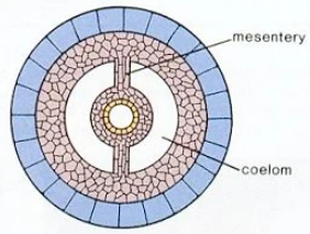 Eucoelomate Cross Section Diagram