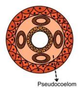 Pseudocoelomate Cross Section Diagram