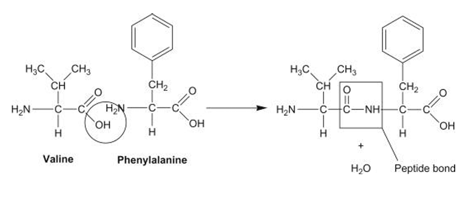Proteins condensation reaction diagram