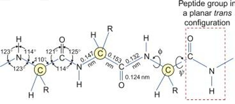 Proteins Bond Angles reaction diagram